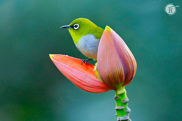 White eye_KAZ9037