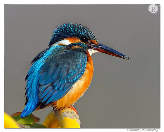 Common Kingfisher(Alcedo atthis)_DD39436