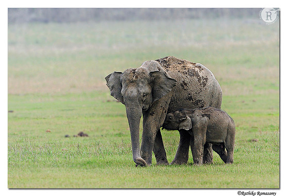 Mother & Baby Elephant_DD38355