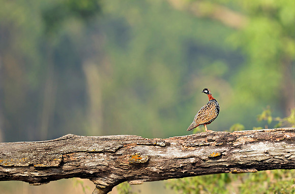 Black Francolin (Francolinus francolinus)_D4R2426