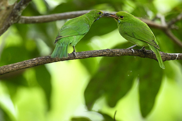 Golden-fronted leafbird (Chloropsis aurifrons)_KAZ0769