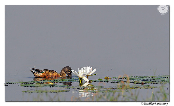 Northern Shoveler_DD36807