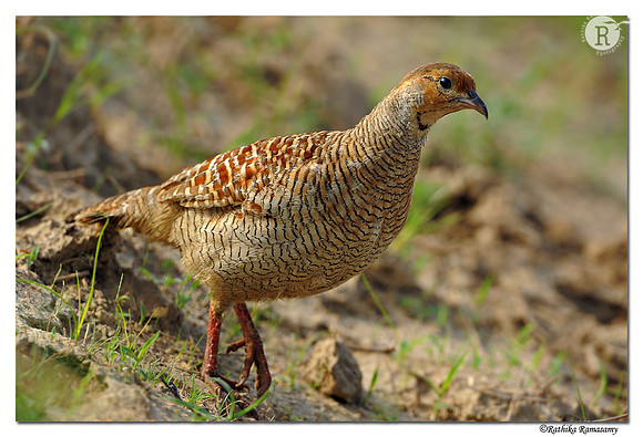Grey Francolin (Francolinus pondicerianus)_DD30356