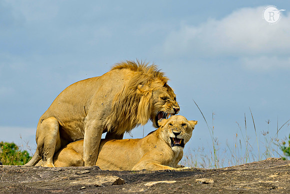Lion couple_MAR2240