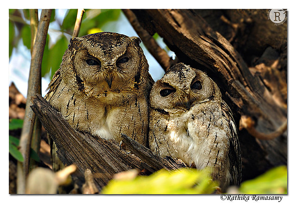 Collared Scops Owl (Otus lettia)_DD34954