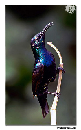 PrupleSunbird