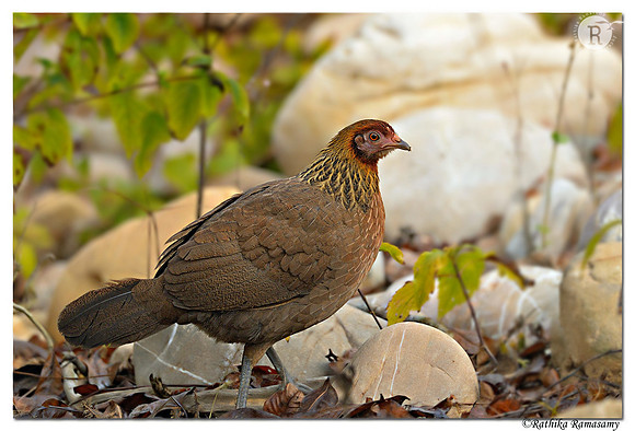 Red Junglefowl (Gallus gallus) _D4R0984