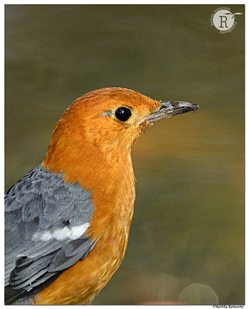 Orange-headed thrush (Geokichla citrina)_BID2858