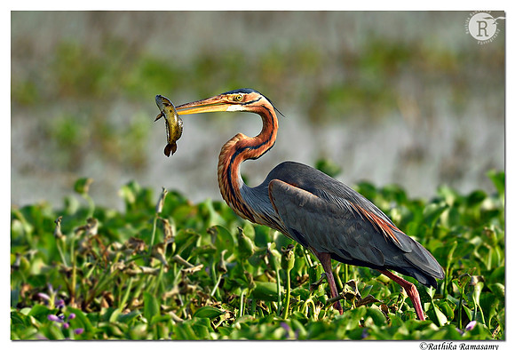 Purple heron (Ardea purpurea) _D4S0959