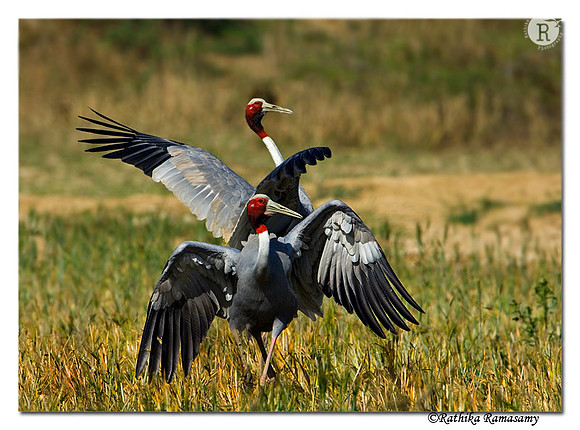 Sarus Crane(Grus antigone)-3361