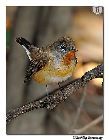 Red throated flycatcher(Ficedula parva)_DD32741