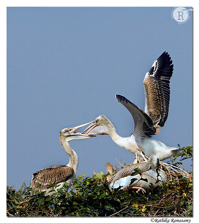 Siblings time--Spot-billed Pelican-0232