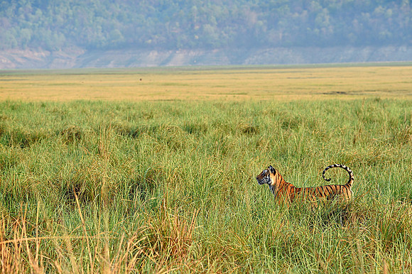 Tigerscape_D4S0679