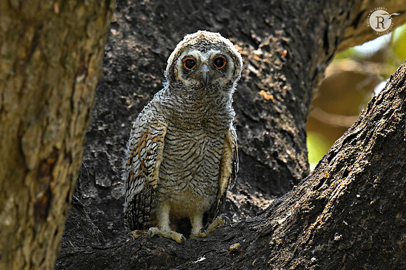 Mottled wood owl (Strix ocellata)_RRR6271