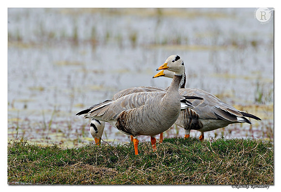 Bar-headed Goose (Anser indicus)_DD35241
