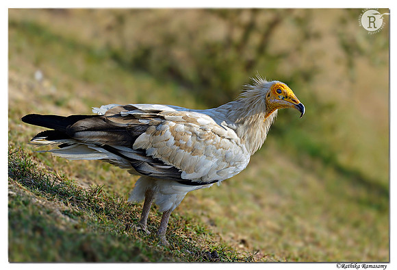 Egyptian Vulture (Neophron percnopterus)_D4R6844