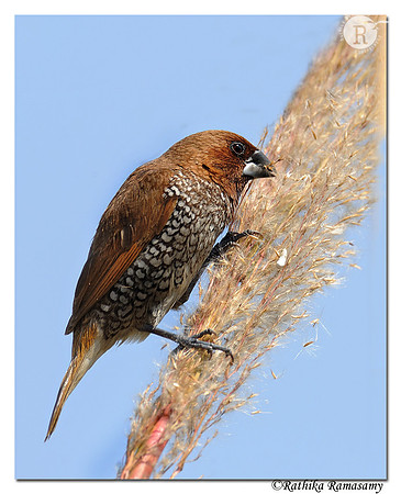 Scaly-breasted Munia(Lonchura punctulata)_DD33639