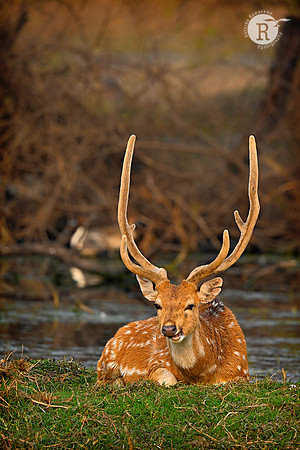Spotted deer_BHR3311