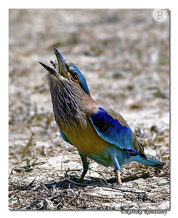 Indian Roller (Coracias benghalensis)