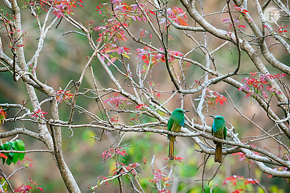 Blue-bearded bee-eater (Nyctyornis athertoni)