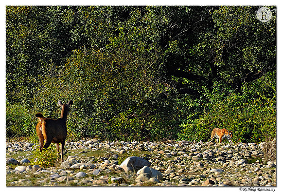 Predator and prey_DD35441