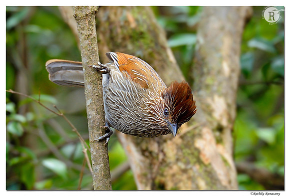 Striated Laughingthrush (Garrulax striatus)_D4R7892