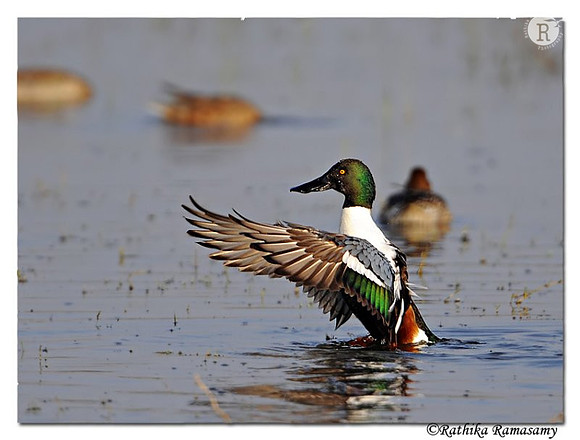 Northern shoveller(Anas clypeata)_DD36319