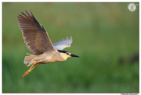 Night heron (Nycticorax nycticorax)_BID6374