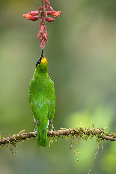 Golden Fronted learbird_KAZ9558