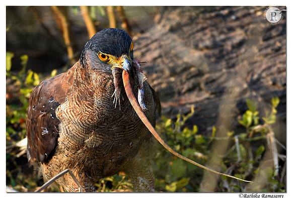 Breakfast_D4S6995