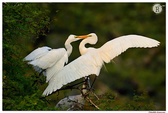 Egret_D501560