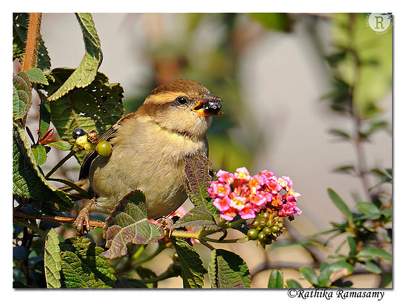 Russet Sparrow (Passer rutilans)_DD31385
