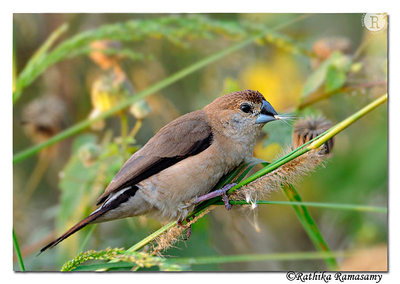 Indian Silverbill(Lonchura malabarica)