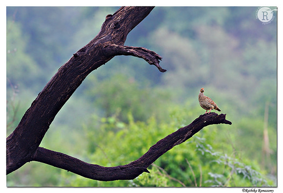 Grey francolin (Francolinus pondicerianus)_DD32084