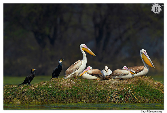 Pelican_D4R1284