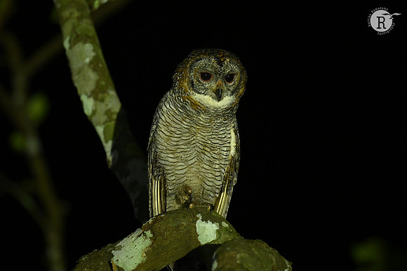 Mottled wood owl (Strix ocellata)_KAZ7890
