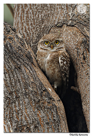 Spotted Owlet (Athene brama)_DD33236