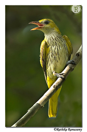 Golden Oriole(F)