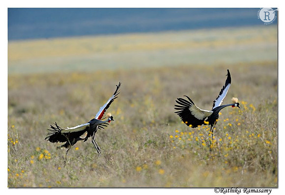 Grey Crowned Crane( Balearica regulorum)_DD32632