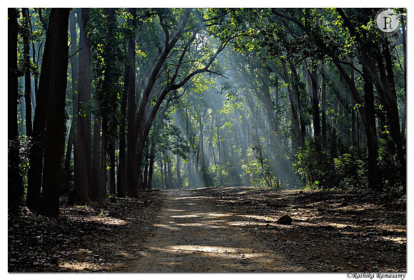 Magical Corbett
