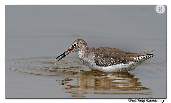 Common Redshank(Tringa totanus) _DD36745