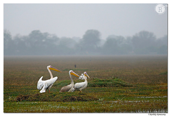 Pelican_DD37725