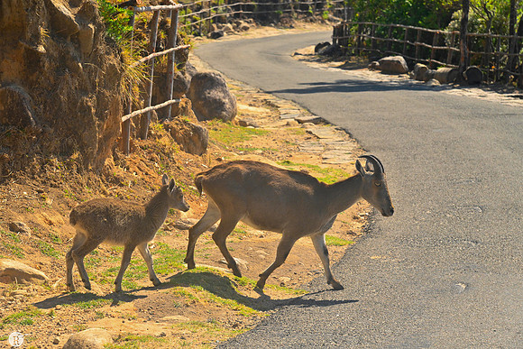 Nilgiri Tahr_RRM7866