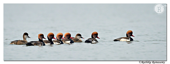 Red-crested Pochard (Netta rufina)_D4R6963