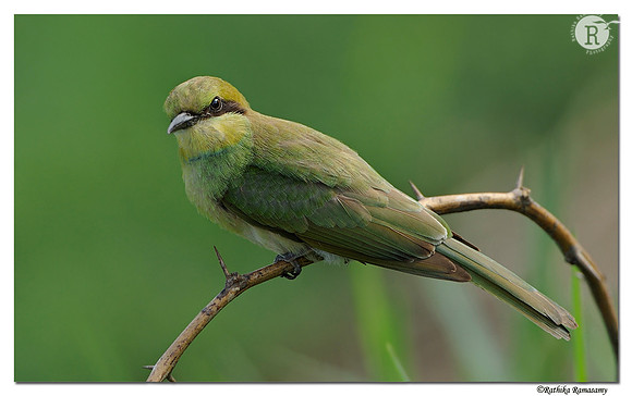 Green Bee-eater_DD30486
