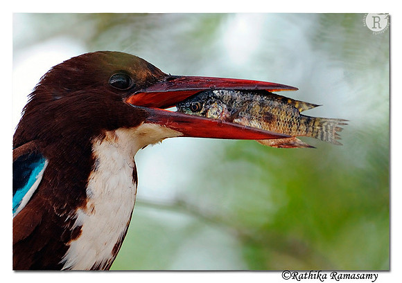Eyes of Prey and Predator_DD33621