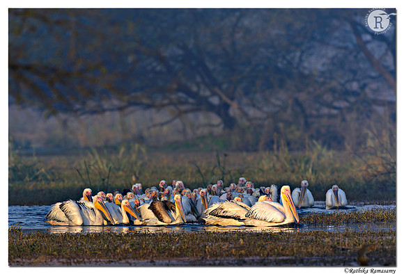 Pelican_D4R2487