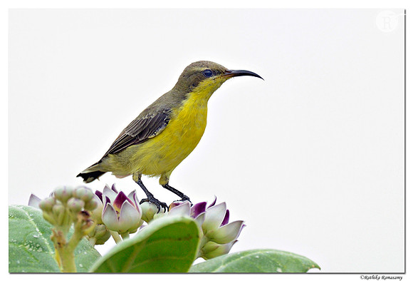 Purple Sunbird (Cinnyris asiaticus)_D4R0188