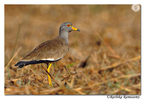 Gray-headed lapwing( Microsarcops cinereus)