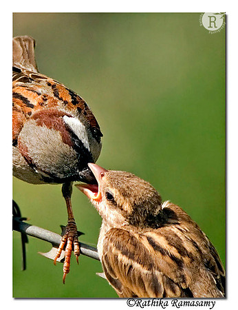 Feeding time(House Sparrow)-2156